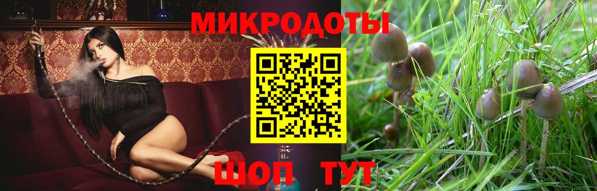 Псилоцибиновые грибы Cubensis Боровичи